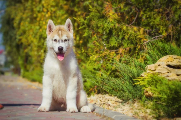 Retrato de un cachorro Husky siberiano caminando por el patio. Un perrito lindo de perro husky siberiano al aire libre — Foto de Stock