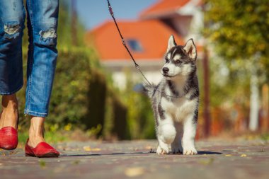 Bahçede yürüyüş bir Sibirya Husky yavrusu portresi. Sibirya husky köpek açık havada bir küçük şirin köpek yavrusu