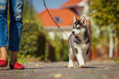 Bahçede yürüyüş bir Sibirya Husky yavrusu portresi. Sibirya husky köpek açık havada bir küçük şirin köpek yavrusu