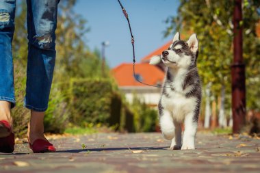 Bahçede yürüyüş bir Sibirya Husky yavrusu portresi. Sibirya husky köpek açık havada bir küçük şirin köpek yavrusu