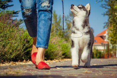 Bahçede yürüyüş bir Sibirya Husky yavrusu portresi. Sibirya husky köpek açık havada bir küçük şirin köpek yavrusu