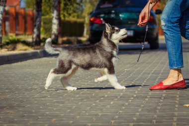 Bahçede yürüyüş bir Sibirya Husky yavrusu portresi. Sibirya husky köpek açık havada bir küçük şirin köpek yavrusu