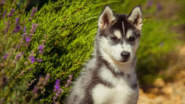 Retrato de um cachorro Husky siberiano andando no quintal. Um filhote de cachorro bonito de cão husky siberiano ao ar livre — Fotografia de Stock