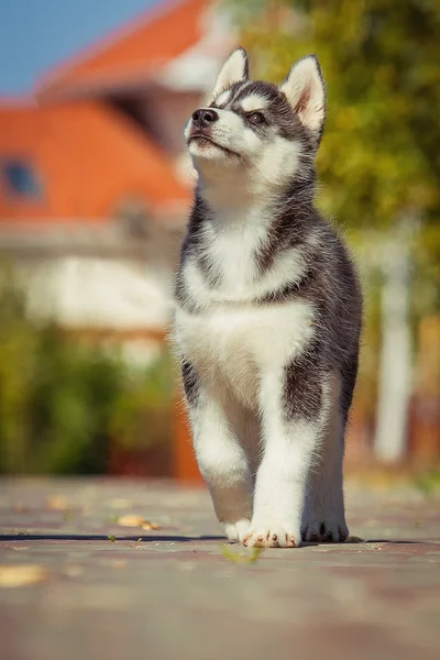 Retrato de um cachorro Husky siberiano andando no quintal. Um filhote de cachorro bonito de cão husky siberiano ao ar livre — Fotografia de Stock