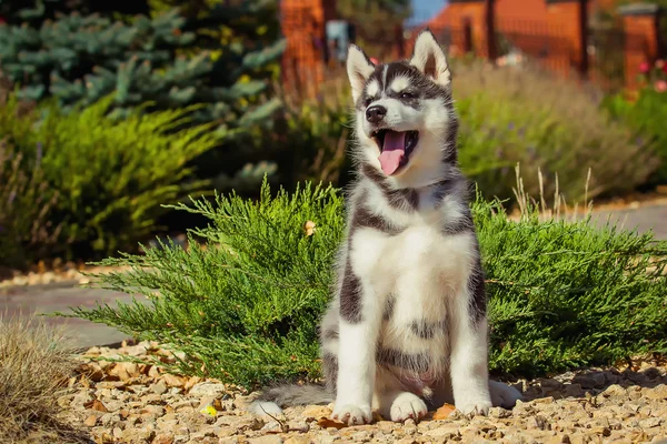 Retrato de un cachorro Husky siberiano caminando por el patio. Un perrito lindo de perro husky siberiano al aire libre — Foto de Stock