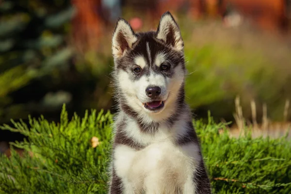 Retrato de un cachorro Husky siberiano caminando por el patio. Un perrito lindo de perro husky siberiano al aire libre — Foto de Stock