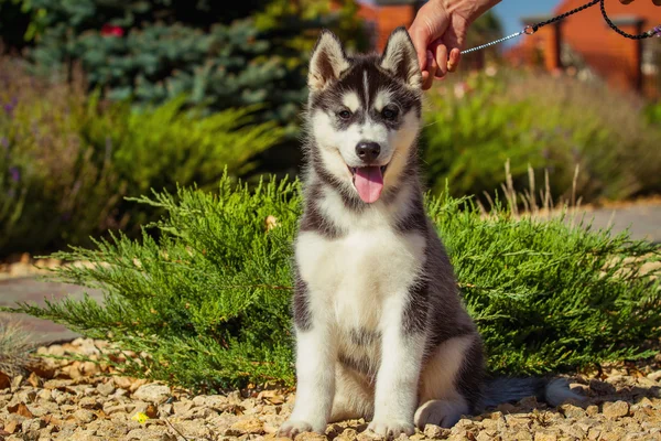 Portret van een Siberische Husky puppy wandelen in de tuin. Een kleine schattige puppy van Siberische husky hond buiten — Stockfoto