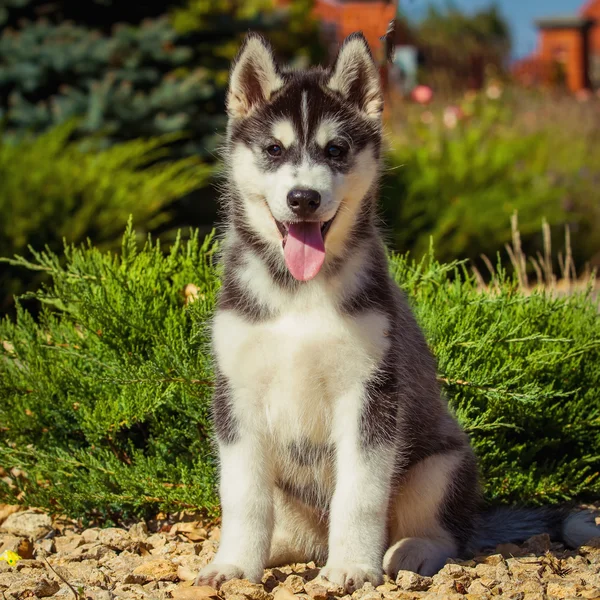 Portret Siberian Husky szczeniaka chodzenia na podwórku. Jeden mały szczeniak słodkie Siberian husky pies na zewnątrz — Zdjęcie stockowe