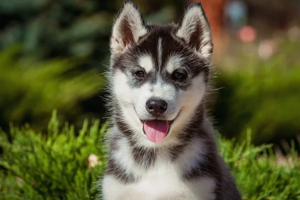 Portret van een Siberische Husky puppy wandelen in de tuin. Een kleine schattige puppy van Siberische husky hond buiten — Stockfoto