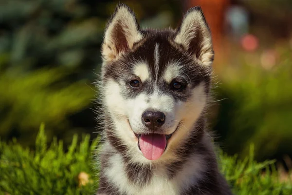 Portret van een Siberische Husky puppy wandelen in de tuin. Een kleine schattige puppy van Siberische husky hond buiten — Stockfoto