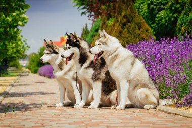 Bir köpek ırkı Siberian dış yapraklar portresi. Çiçek açan lavanta arka üstünde belgili tanımlık köpek.
