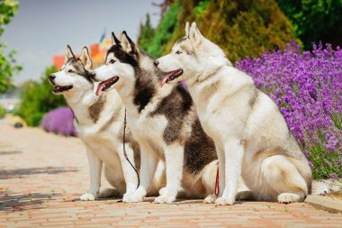 Bir köpek ırkı Siberian dış yapraklar portresi. Çiçek açan lavanta arka üstünde belgili tanımlık köpek.