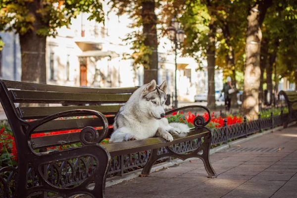 Siberian husky is lying on a bench — Stock Photo, Image