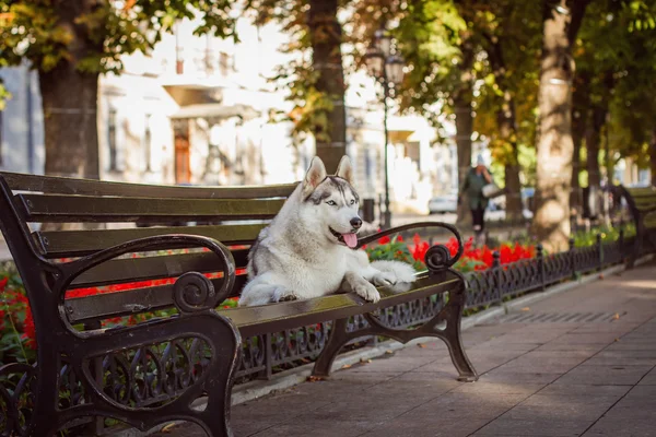 Siberian husky is lying on a bench — Stock Photo, Image