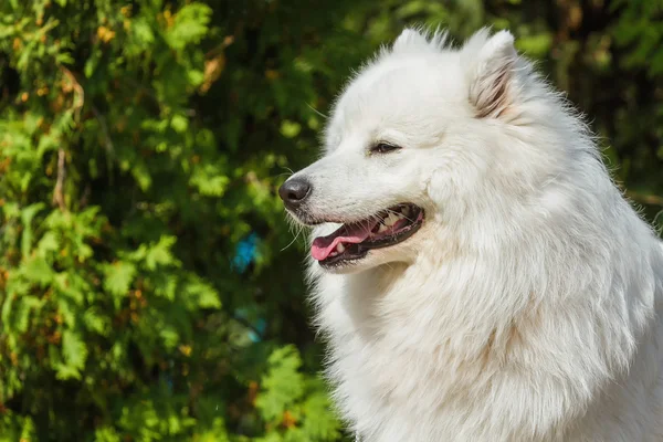 Porträt einer Samowar-Nahaufnahme. Schlittenhunde. — Stockfoto