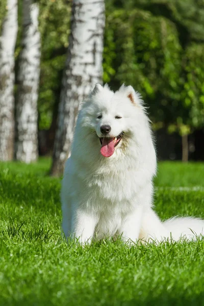 Samoyed closeup portresi. Kızak köpekleri.