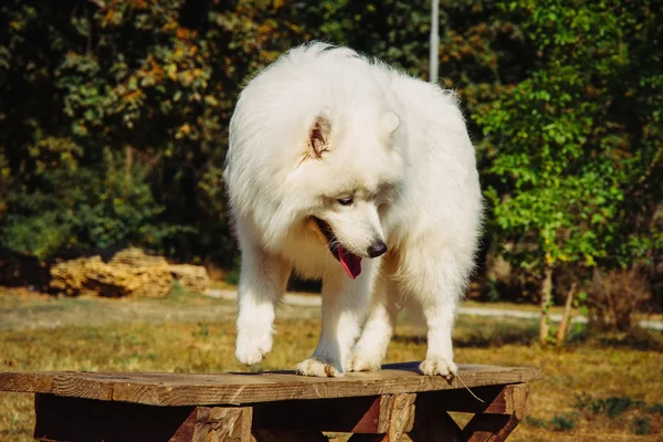 Retrato de Samoyedo de cerca. Perros trineos . —  Fotos de Stock