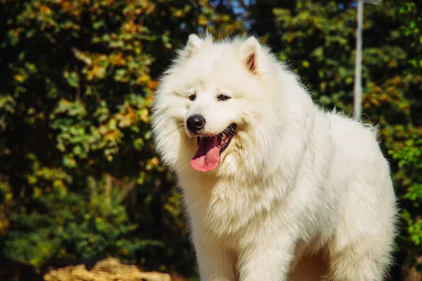 Retrato de Samoyedo de cerca. Perros trineos . — Foto de Stock