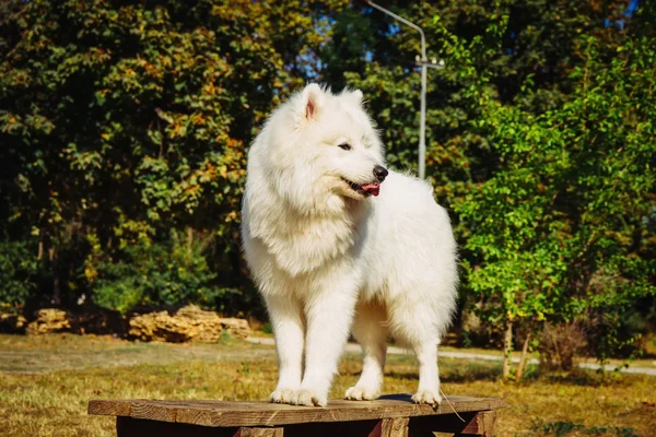 Ritratto di Samoyed primo piano. Cani da slitta . — Foto Stock