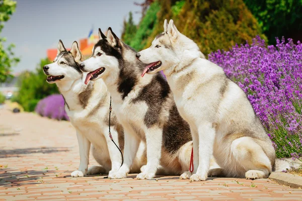 Bir köpek ırkı Siberian dış yapraklar portresi. Çiçek açan lavanta arka üstünde belgili tanımlık köpek.