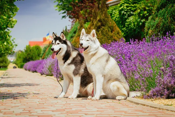 Portræt af en hunderace Siberian Husky. Hunden på baggrund af blomstrende lavendel . - Stock-foto