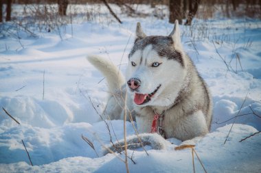 Siberian dış yapraklar kış dağlarda. Kuzey kızak köpek ırkları.