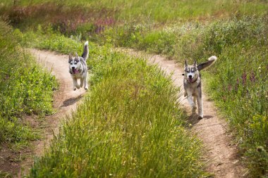 Yaşlı adam bir haystack onların köpekleri ile oturan sakallı yaz günbatımı zevk. Siberian dış yapraklar kırsal kesimde.