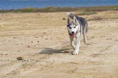 Yakın çekim köpek Siberian dış yapraklar portresi. Nehir manzara. 