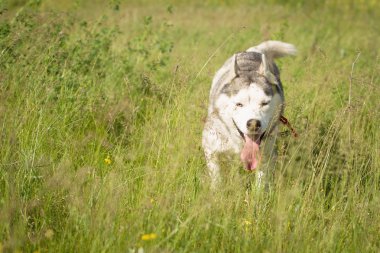 Siberian dış yapraklar çim sahada oynamak.