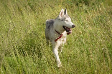 Siberian dış yapraklar çim sahada oynamak.