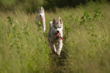 Siberian dış yapraklar çim sahada oynamak.