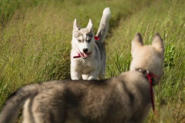 Siberian dış yapraklar çim sahada oynamak.