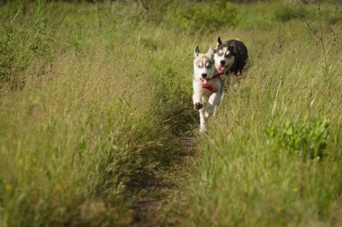 Siberian dış yapraklar çim sahada oynamak.