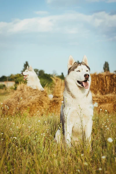 Retrato de un perro sobre el fondo de pajar en zonas rurales. Husky siberiano con ojos azules . —  Fotos de Stock
