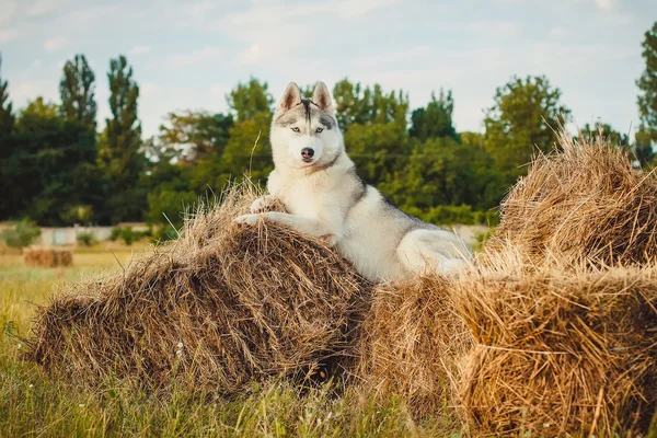 Bir köpek haystacks kırsal alanlarda arka plan üzerinde portresi. Mavi gözlü Sibirya Husky.