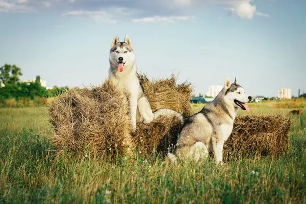 Retrato de un perro sobre el fondo de pajar en zonas rurales. Husky siberiano con ojos azules . — Foto de Stock