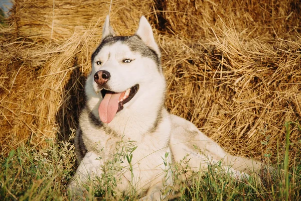 Portrét psa na pozadí stohy sena ve venkovských oblastech. Sibiřský Husky s modrýma očima. — Stock fotografie