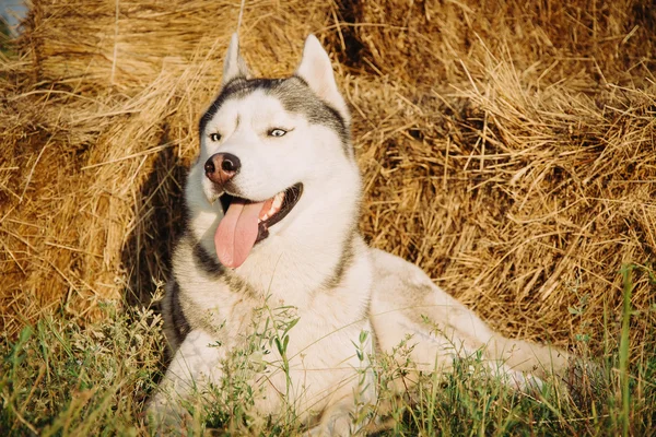 Bir köpek haystacks kırsal alanlarda arka plan üzerinde portresi. Mavi gözlü Sibirya Husky.