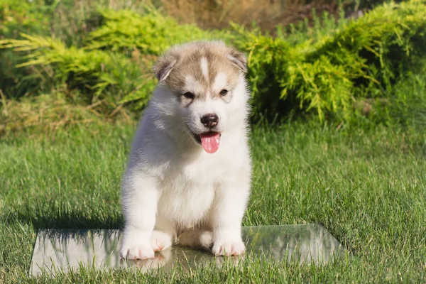 Siberische husky hond buiten. Portret van een weinig husky hond puppy. — Stockfoto