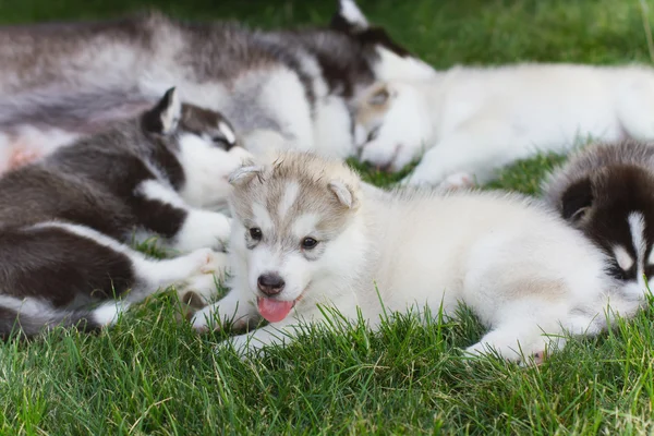 Siberian husky pies na zewnątrz. Portret małego psa husky szczeniaka. — Zdjęcie stockowe