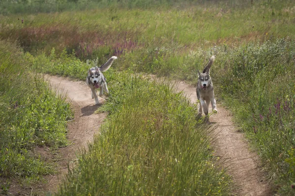 Gammal man med ett skägg som sitter på en höstack med sina hundar, njuta sommar solnedgång. Siberian Husky på landsbygden. — Stockfoto