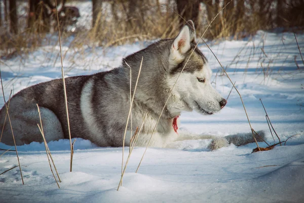 Siberian dış yapraklar kış dağlarda. Kuzey kızak köpek ırkları. — Stok fotoğraf