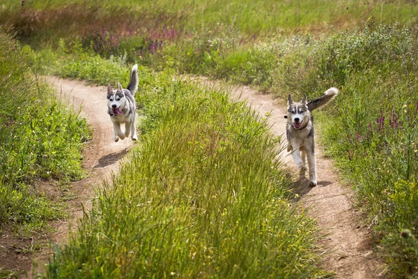 Viejo con barba sentado en un pajar con sus perros, disfrutando del atardecer de verano. Husky siberiano en el campo . —  Fotos de Stock