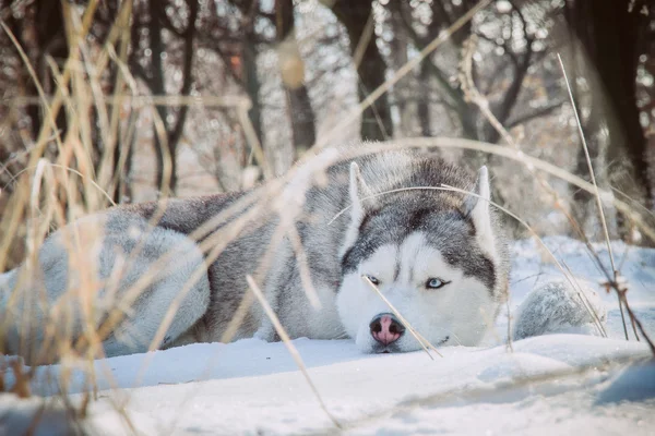Сибірський хаски в зимових гір. Північна сани породи собак. — стокове фото