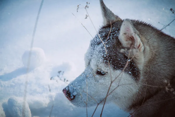 Siberische Husky in winter bergen. Noordelijke slede hondenrassen. — Stockfoto