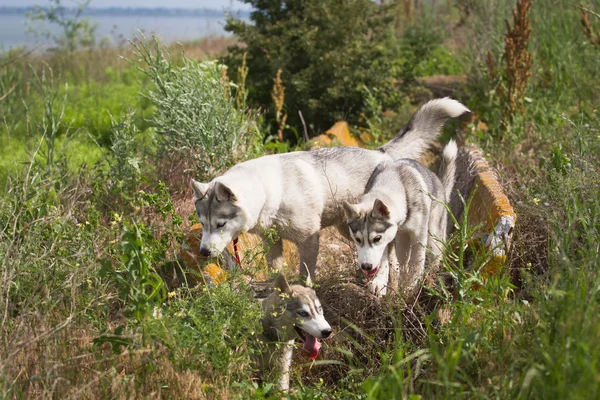 Yaşlı adam bir haystack onların köpekleri ile oturan sakallı yaz günbatımı zevk. Siberian dış yapraklar kırsal kesimde. — Stok fotoğraf