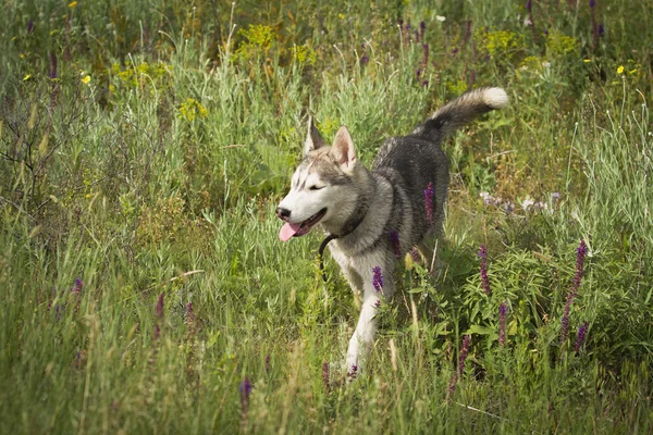 Siberian Husky spelar på gräset i fältet. Valparna och deras föräldrar. Närbild. Aktiva hundar spel. Norra släde hundraser. — Stockfoto