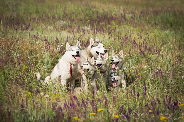 Yaşlı adam bir haystack onların köpekleri ile oturan sakallı yaz günbatımı zevk. Siberian dış yapraklar kırsal kesimde. — Stok fotoğraf