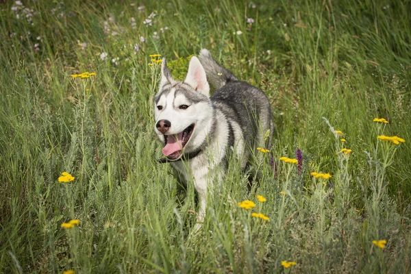 Husky siberiano brincando na grama no campo. Os cachorros e seus pais. Close-up. Jogos de cães ativos. Raças de cães trenó do norte . — Fotografia de Stock