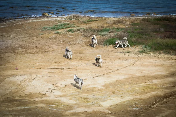 Husky siberiano. Paisaje fluvial. Perro corriendo por la orilla del río . —  Fotos de Stock